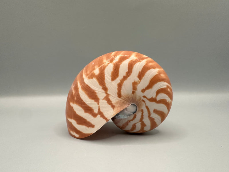 Chambered Tiger Nautilus