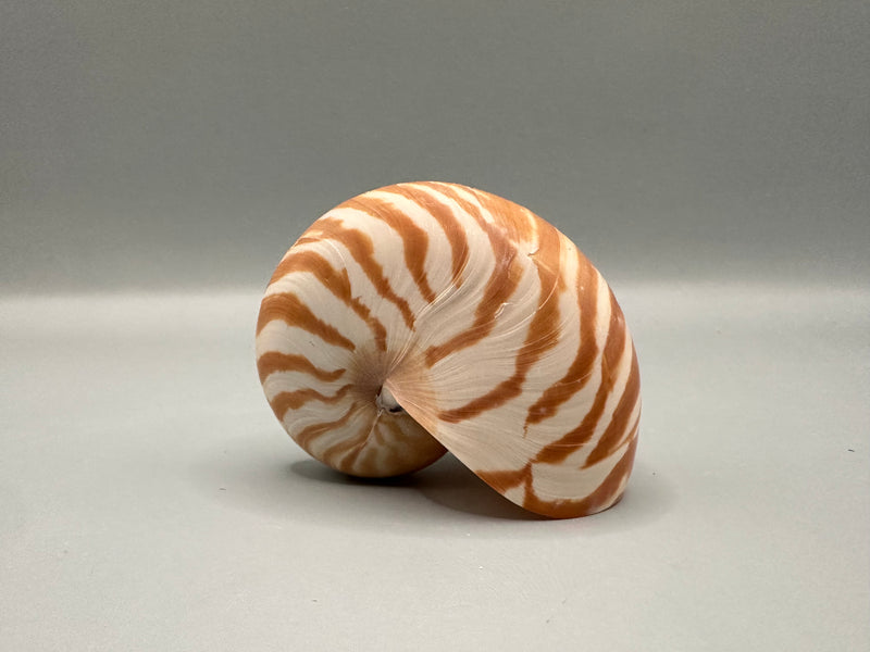 Side view of a 2.5" Chambered Tiger Nautilus shell with intricate brown and white patterns.