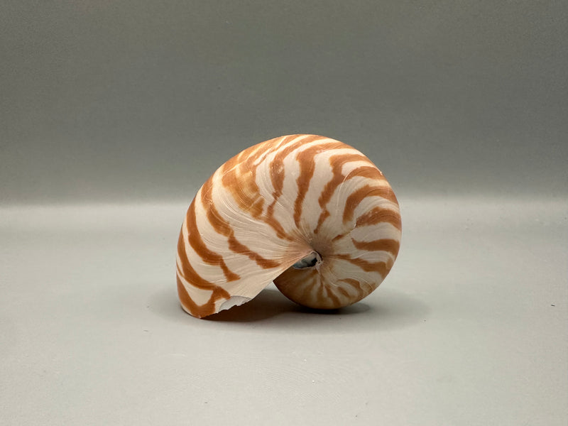 Side view of a 2.5" Chambered Tiger Nautilus shell with intricate brown and white patterns.