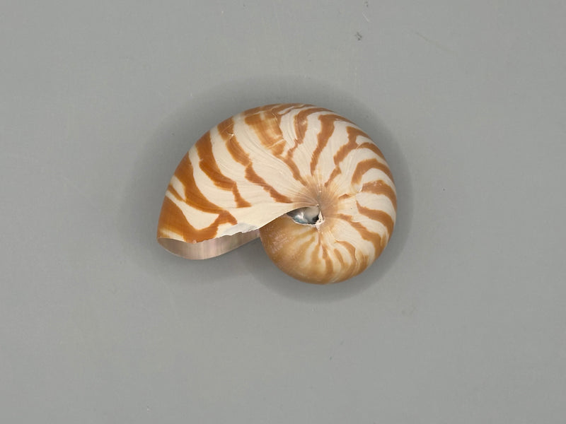 Top view of a 2.5" Chambered Tiger Nautilus shell, showcasing its symmetrical spiral design.