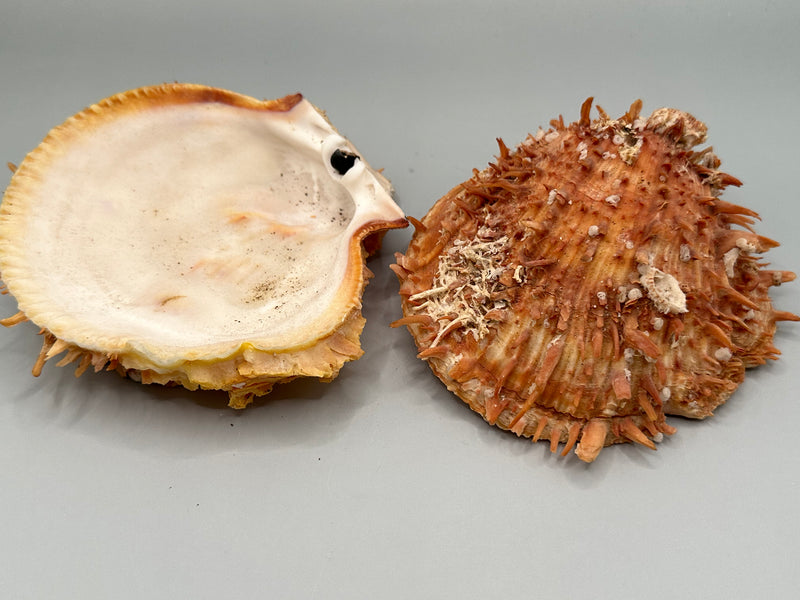 Top view of Spondylus shell pair showing spikes and texture