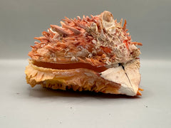 Close-up of Spondylus shell's spiky texture and natural barnacle growth