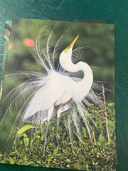 Birds of Texas Coast Note Cards