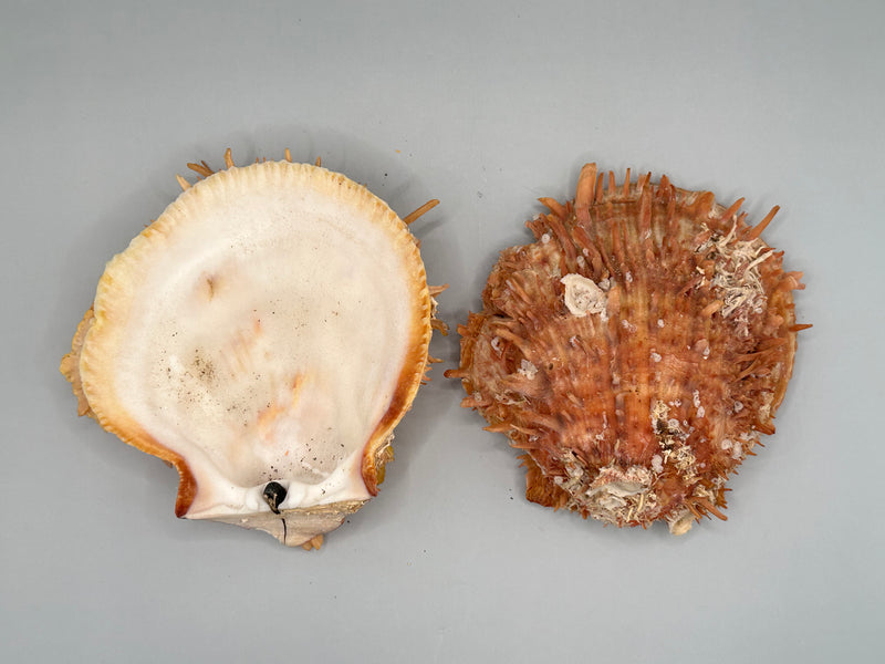 Flat view of the open Spondylus shell pair showing the interior and exterior