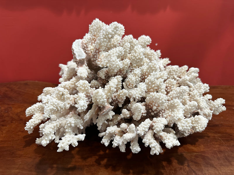 Vintage Brownstem Cluster Coral, 14 inches long, 12 inches wide, 9 inches tall, featuring off-white color with brown stems and branches, estimated from the 1960s.