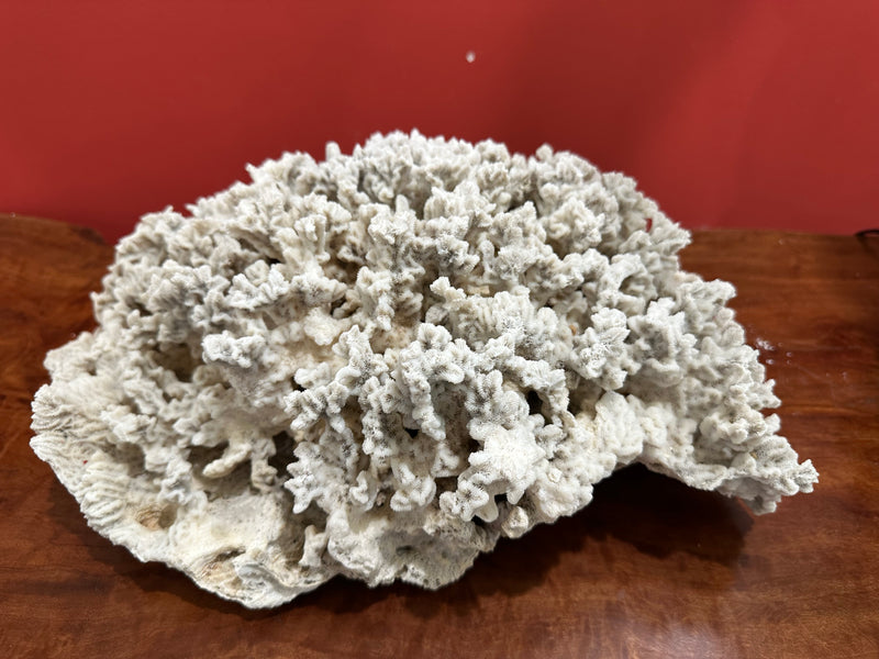 Vintage Merulina Coral, 16 inches long, 12 inches wide, 6.5 inches tall, featuring natural off-white texture, perfect for coastal home décor.