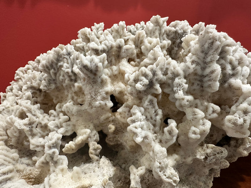 Vintage Merulina Coral, 16 inches long, 12 inches wide, 6.5 inches tall, featuring natural off-white texture, perfect for coastal home décor.