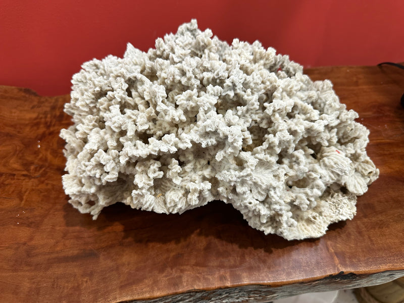 Vintage Merulina Coral, 16 inches long, 12 inches wide, 6.5 inches tall, featuring natural off-white texture, perfect for coastal home décor.