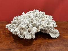 Vintage Merulina Coral, 13 inches long, 9 inches wide, 6 inches tall, off-white natural coral, ideal for coastal home décor.