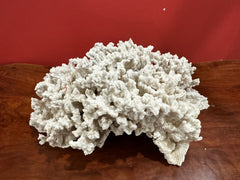 Vintage Merulina Coral, 13 inches long, 9 inches wide, 6 inches tall, off-white natural coral, ideal for coastal home décor.