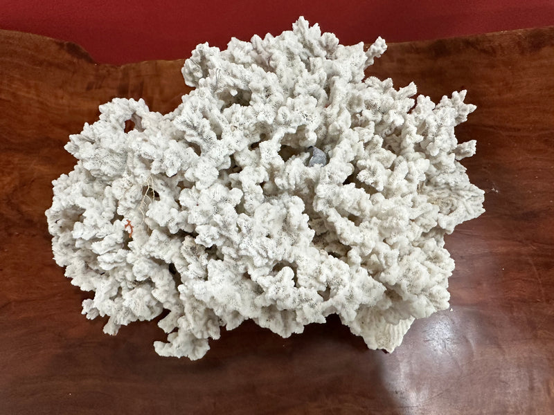 Vintage Merulina Coral, 13 inches long, 9 inches wide, 6 inches tall, off-white natural coral, ideal for coastal home décor.