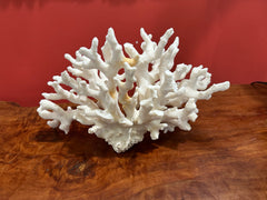 Vintage White Coral, 12 inches long, 7.5 inches wide, 8.5 inches tall, perfect for coastal home décor, featuring natural off-white texture.