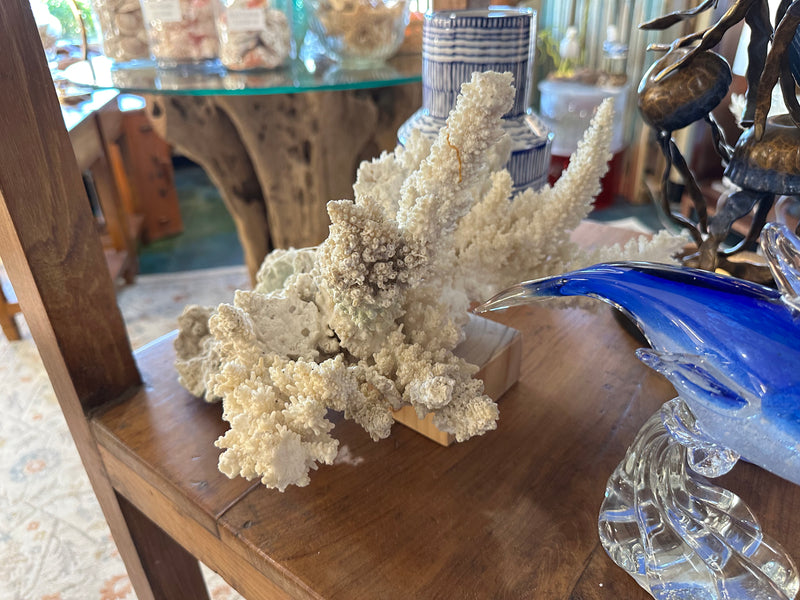 Vintage Branch Coral, 13.5 inches long, 12.5 inches wide, and 6 inches tall, featuring natural embedded fishing line and barnacles