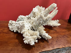 Vintage Branch Coral, 13.5 inches long, 12.5 inches wide, and 6 inches tall, featuring natural embedded fishing line and barnacles