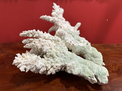 Vintage Branch Coral, 13.5 inches long, 12.5 inches wide, and 6 inches tall, featuring natural embedded fishing line and barnacles