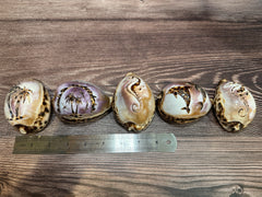 Assorted hand-carved Cowry Shell designs