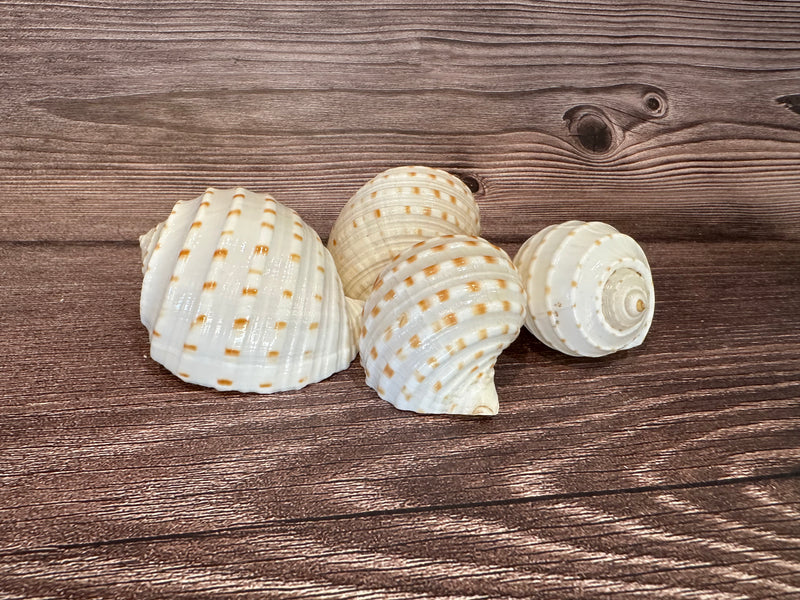 Spotted Tonna Shells for Coastal Crafting and Decor