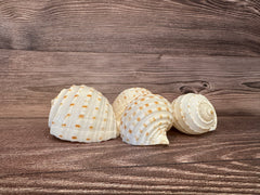 Close-up of Spotted Tonna Shell with Brown Spots and Cream Pattern