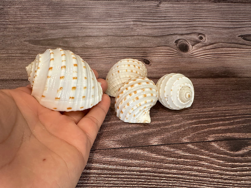 Spotted Tonna Shell in Hand for Size Comparison