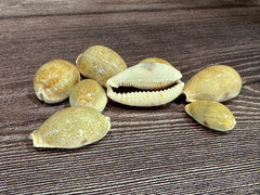 Eroded Cowrie