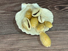 Eroded Cowrie