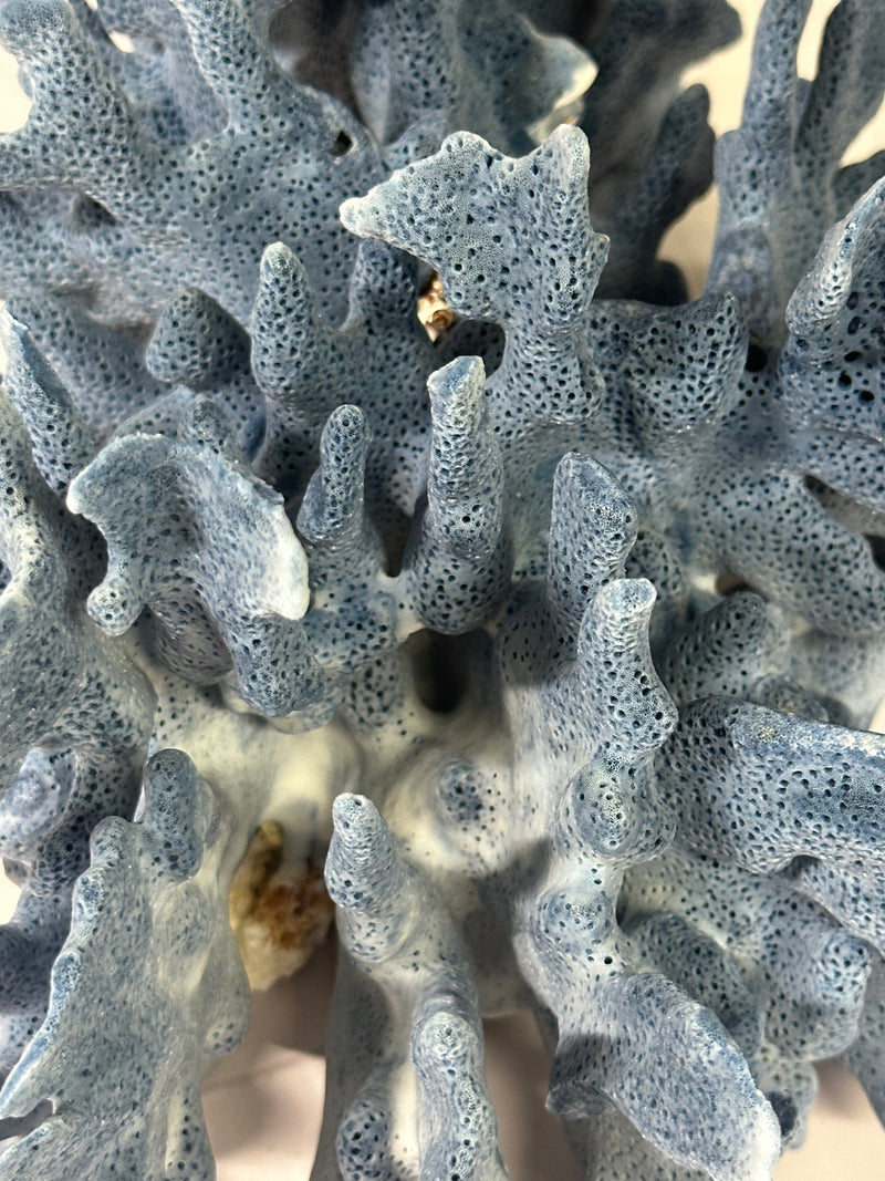 Blue Ridge Coral 11x9x5"