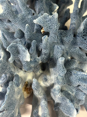 Blue Ridge Coral 11x9x5