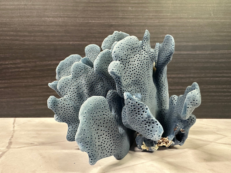 Blue Ridge Coral 6x6x4"
