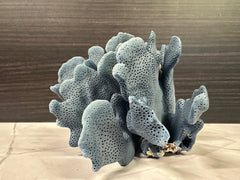 Blue Ridge Coral 6x6x4
