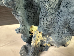 Blue Ridge Coral 6x5x4.5