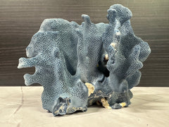 Blue Ridge Coral 6x5x4.5