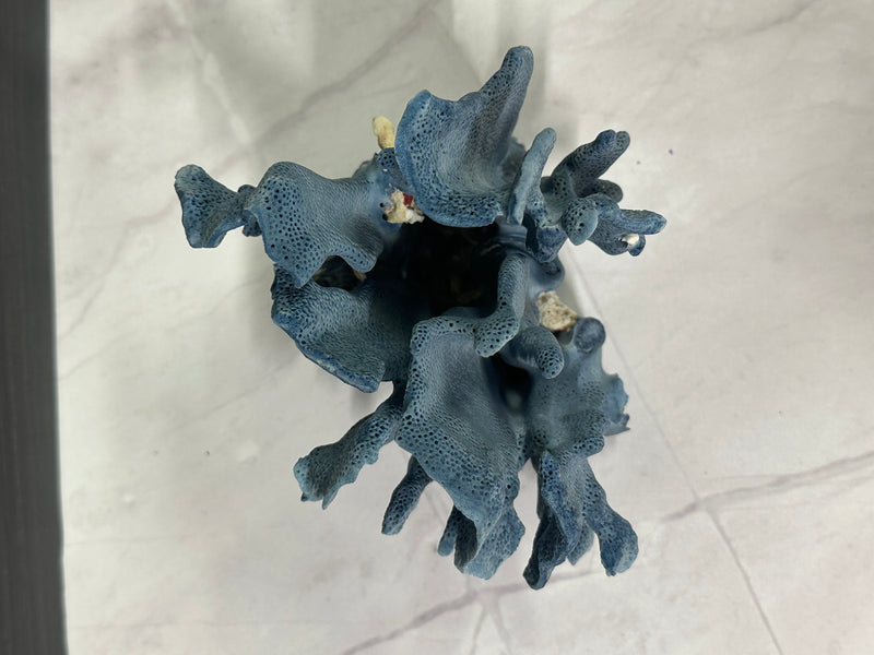 Blue Ridge Coral 6x5x4.5"