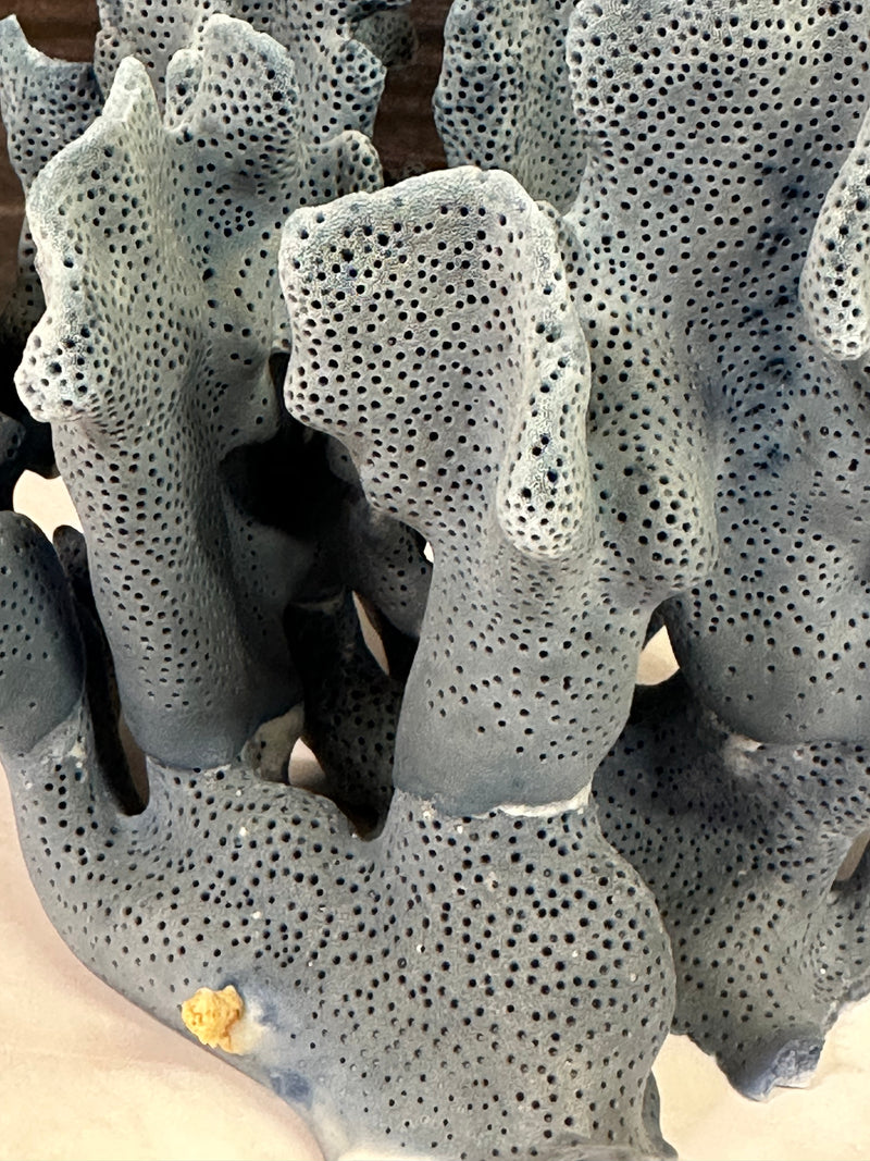 Blue Ridge Coral 5x5x4.5"