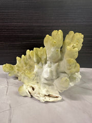 Fire Slab Coral 9x6x5.5