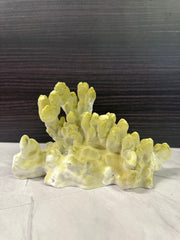 Fire Slab Coral 9x6x5.5