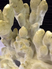 Fire Slab Coral 9x6x5.5