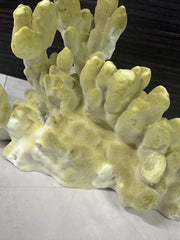 Fire Slab Coral 9x6x5.5