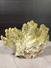 Fire Slab Coral 8x9x6.5