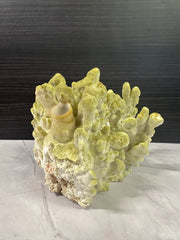 Fire Slab Coral 8x9x6.5