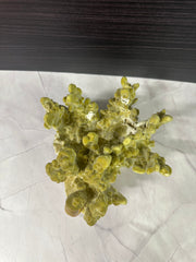 Fire Slab Coral 8x9x6.5