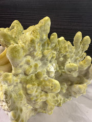 Fire Slab Coral 8x9x6.5