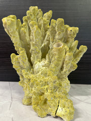 Fire Slab Coral 9x7x11