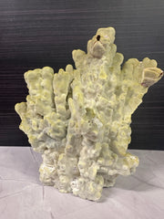 Fire Slab Coral 9x7x11