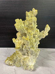 Fire Slab Coral 9x7x11