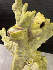 Fire Slab Coral 9x7x11