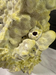 Fire Slab Coral 9x7x11