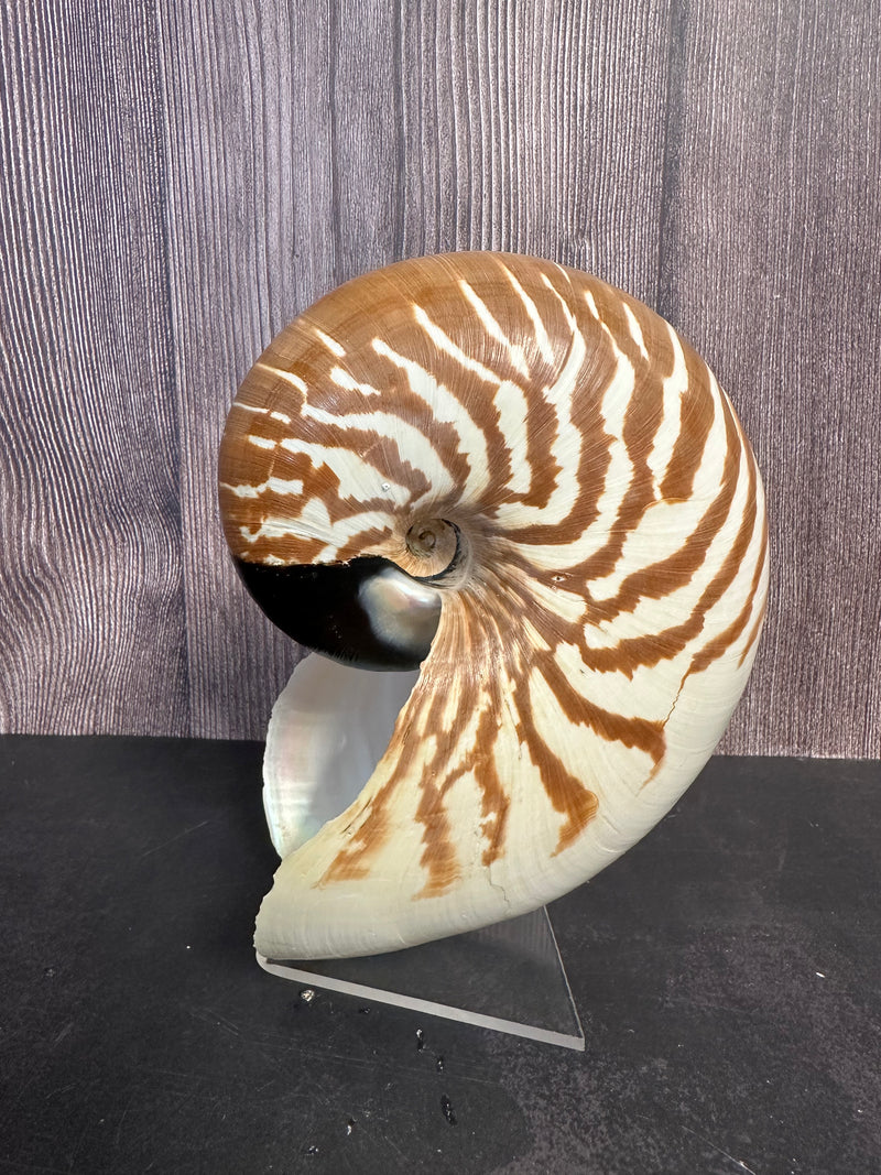 New Caledonia Nautilus - Nautilus macromphalus with Documentation