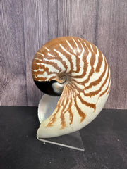 New Caledonia Nautilus - Nautilus macromphalus with Documentation