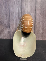 Nautilus Shell Display Stand
