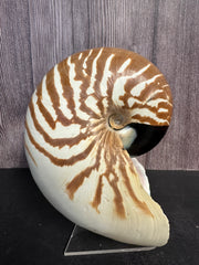 New Caledonia Nautilus - Nautilus macromphalus with Documentation